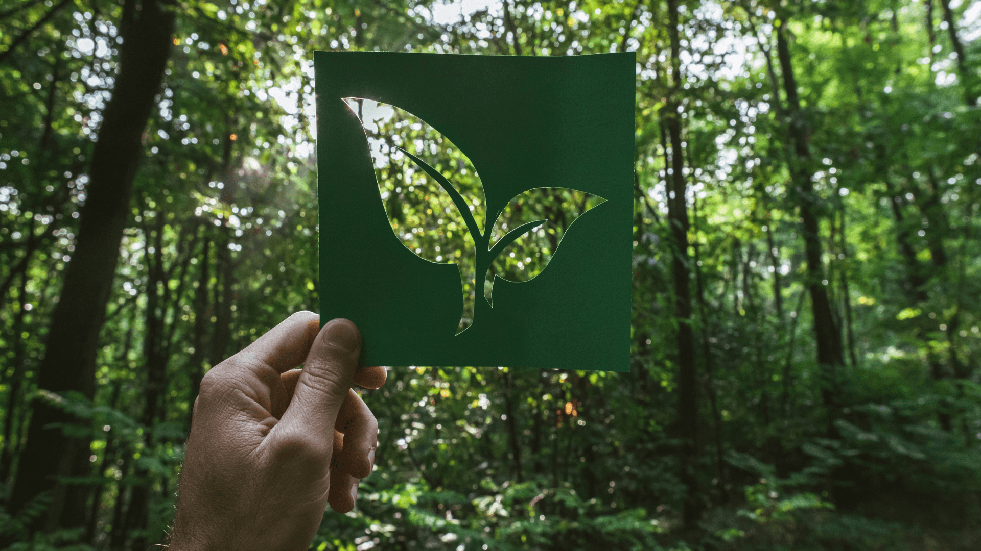 Hand between the trees